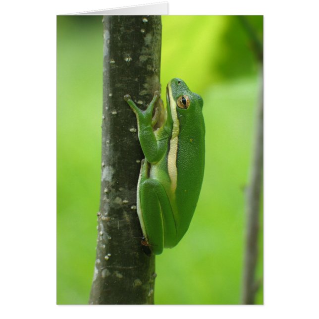 Treefrog vert (Devant)