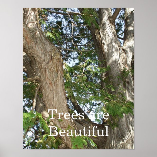 Trees are Beautiful- Cedar Tree  Poster (Devant)
