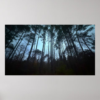 Trees & Fog,  Poster