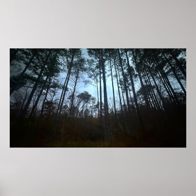 Trees & Fog,  Poster (Devant)