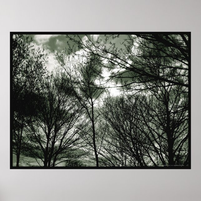 Trees | Poster (Devant)