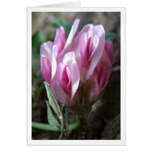 Trèfle - montagnes rocheuses