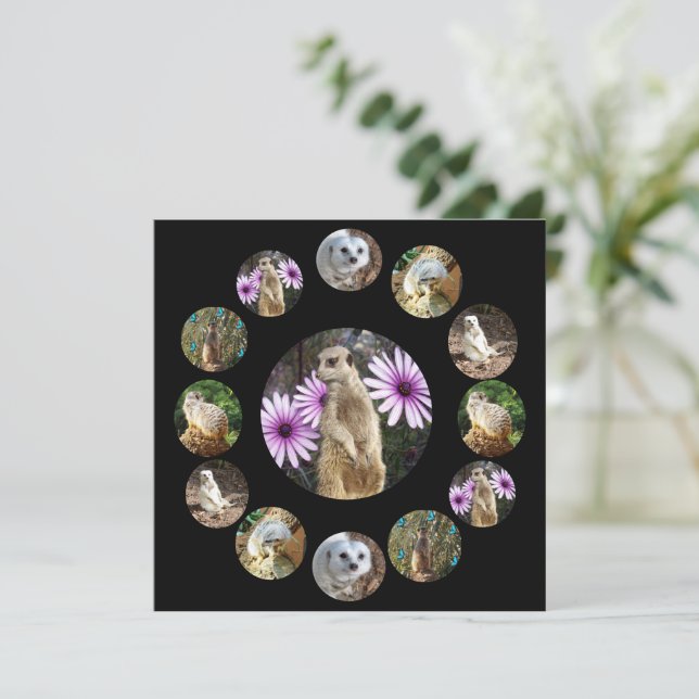Treize Meerkats Surprise, Carte Plat (Debout devant)