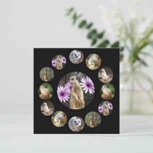 Treize Meerkats Surprise, Carte Plat
