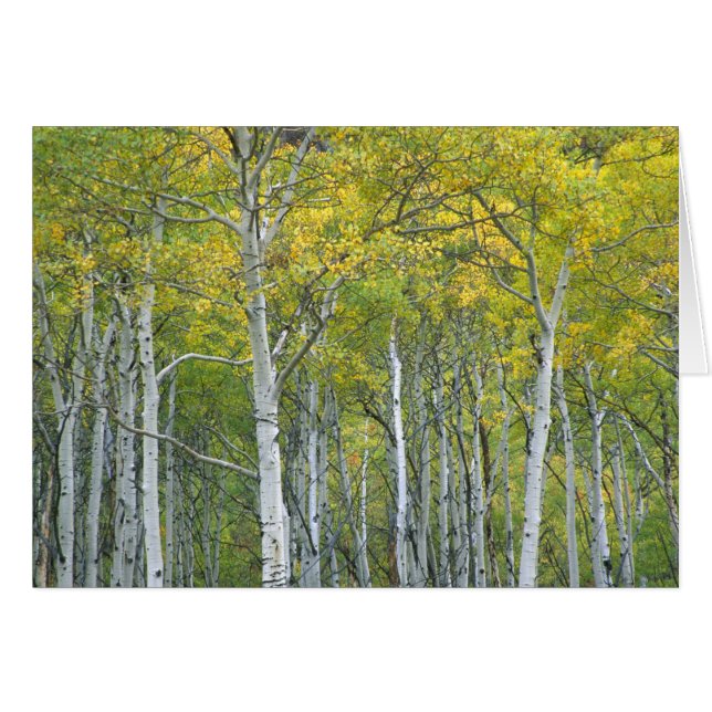 Trembles d'automne dans le col McClure au Colorado (Devant horizontal)