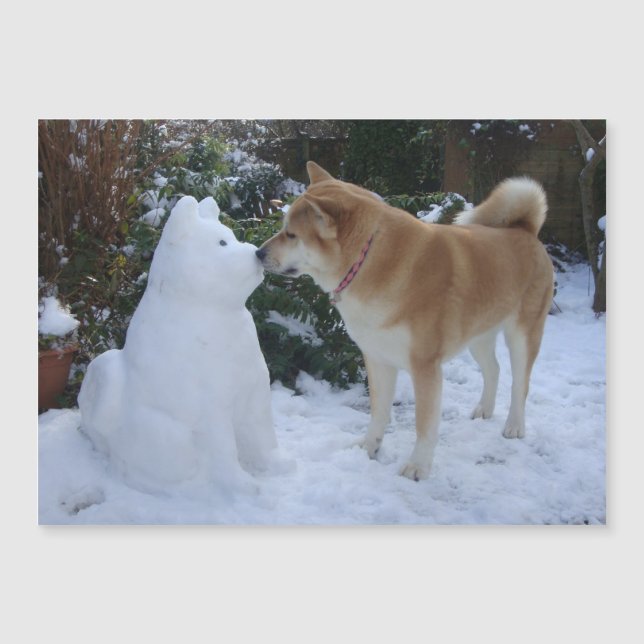 très mignon akita baiser bonhomme de neige akita c (Devant)