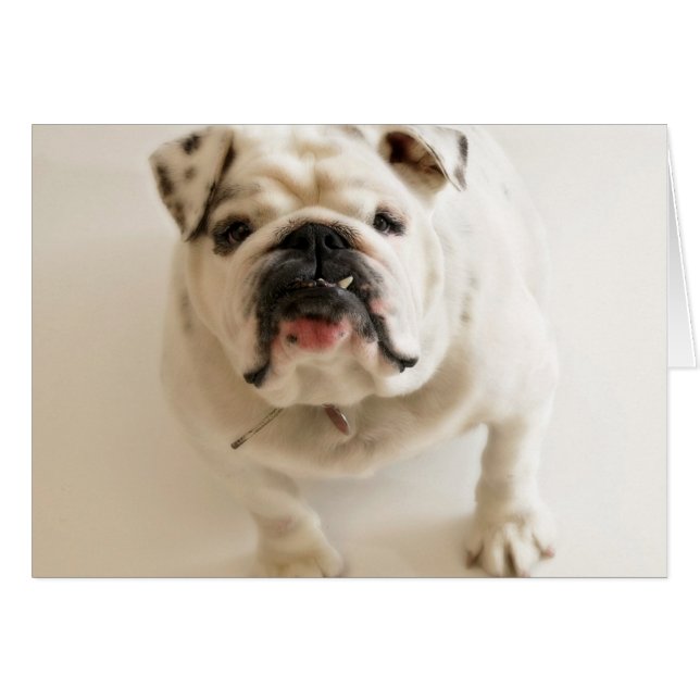 Très mignon Bulldog (Devant horizontal)