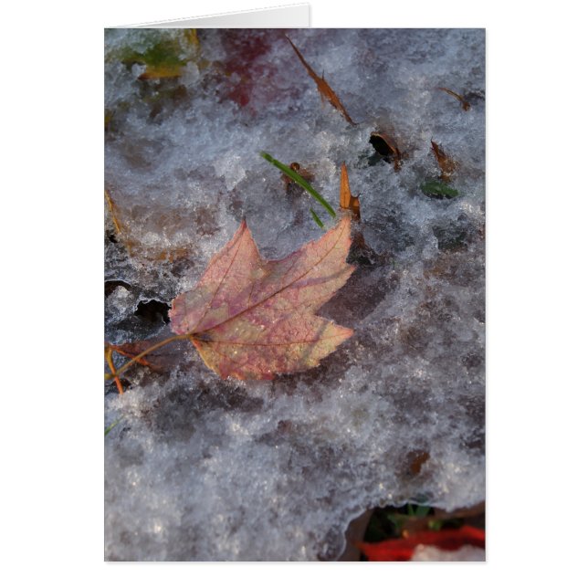 "Trésor dans la glace" (Devant)