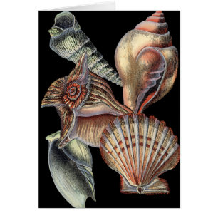 Trésors de la mer