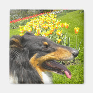 Tri-Color brut Collie n Tulips Magnet