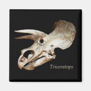 Tricératops Magnet crânien
