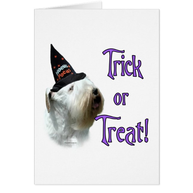 Trick de Sealyham Terrier (Devant)