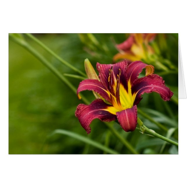 Tricolor Lily (Devant horizontal)