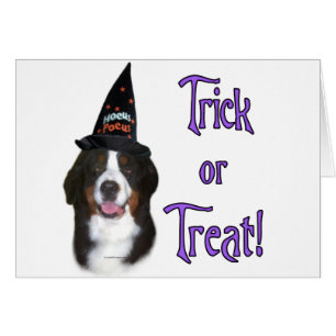 Tricot bernois de chien de montagne