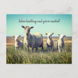 Tricot Club Lambs Sheep Invitation Carte postale
