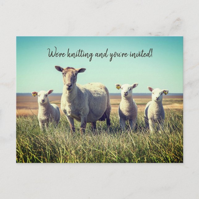 Tricot Club Lambs Sheep Invitation Carte postale (Devant)