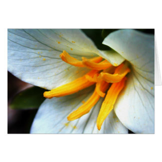 Trillium