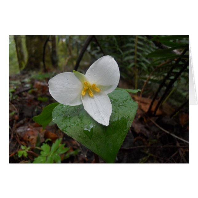 Trillium (Devant horizontal)