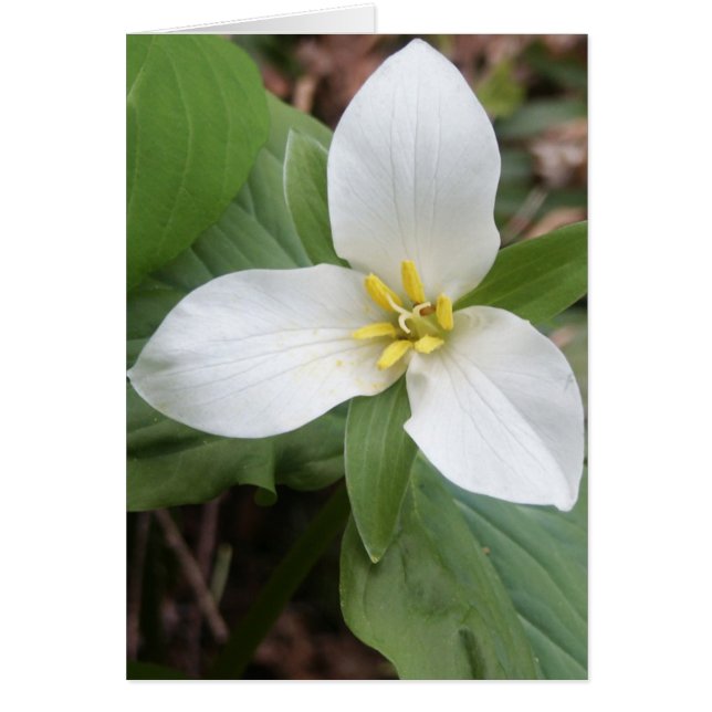 Trillium Blossom (Devant)