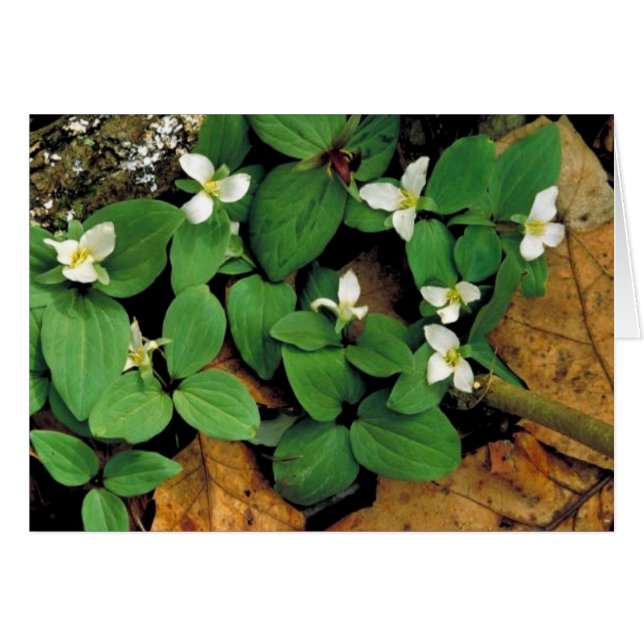 Trillium de neige (Devant horizontal)
