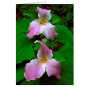 Trillium Fleur sauvage