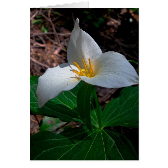 Trillium occidental (Devant)