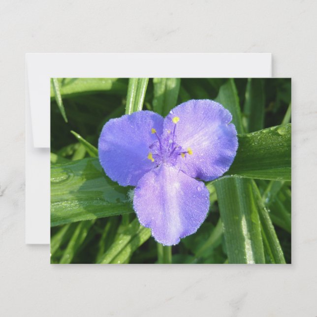 Trillium printanier humide fleur sauvage (Devant)