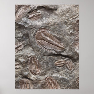 Trilobite, Fossil : affiche des FOSSILES TRILOBITE