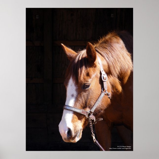Trimestre Cheval Mare Grande impression (Devant)
