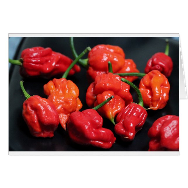 Trinidad Scorpion Hottest Chili (Devant horizontal)