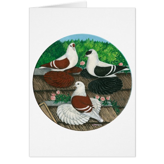 Trio couleur Pigeon (Devant)