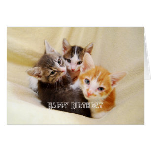 Trio de chatons chauds et doux Joyeux Anniversaire