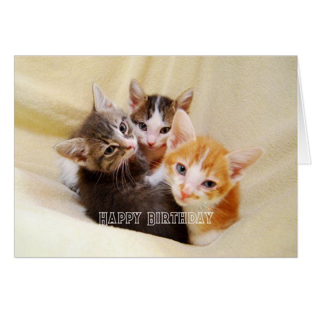 Trio de chatons chauds et doux Joyeux Anniversaire (Devant horizontal)