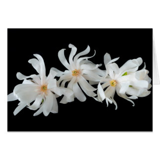 Trio de fleurs de magnolia sur fond noir