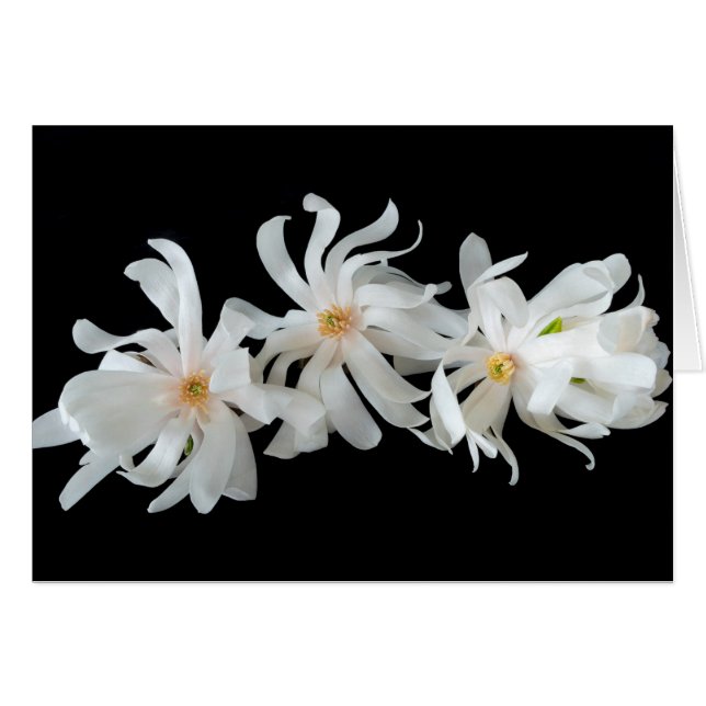 Trio de fleurs de magnolia sur fond noir (Devant horizontal)