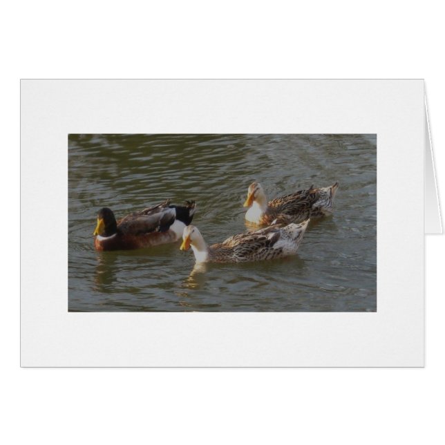 Trio des canards argentés anglais d'Appleyard (Devant horizontal)