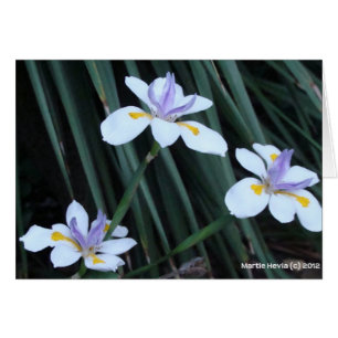 Trio Papillon Iris