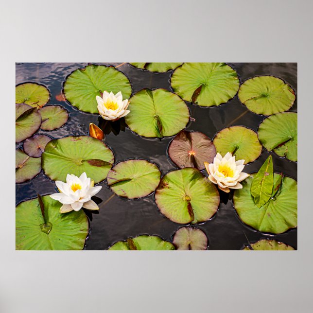 Triple Lotus & Lily Pad Pattern Poster (Devant)