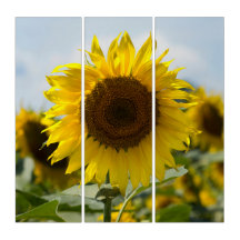 Triptyque - Tournesol Dans Le Champ
