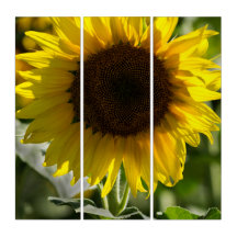 Triptyque - Tournesol isolé dans un champ