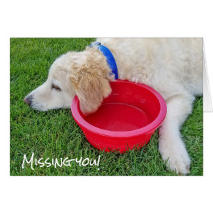 triste chien qui vous manque