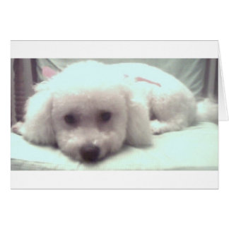 Triste visage de chiot