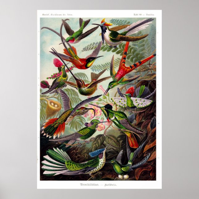 Trochilidae (Hummingbird) Poster (Devant)