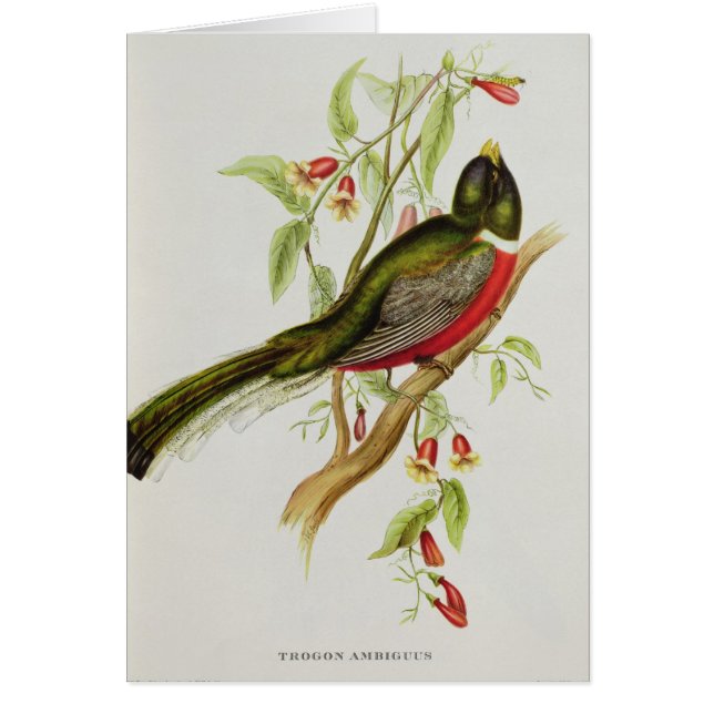 Trogon Ambiguus (Devant)