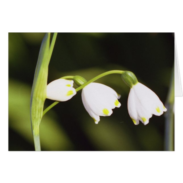 trois (Devant horizontal)