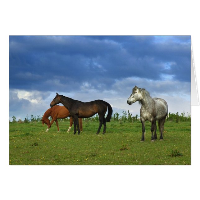 Trois beaux chevaux sur la journée ensoleillée été (Devant horizontal)