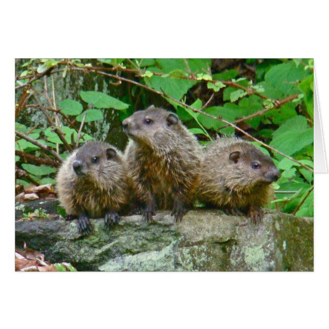 Trois bébé Groundhogs (Devant horizontal)