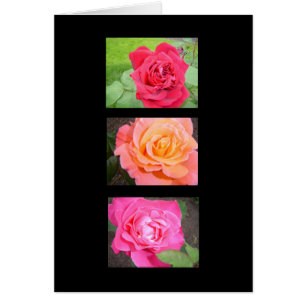 Trois belles roses