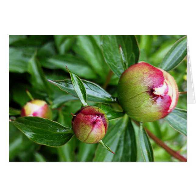 Trois boutons de pivoine (Devant horizontal)