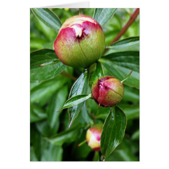 Trois boutons de pivoine (Devant)